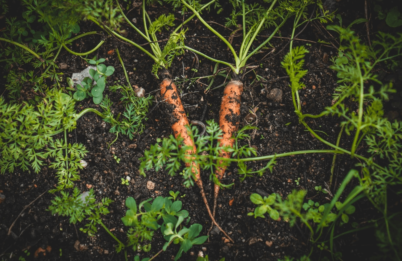 Carrots in garden